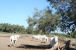 Camargue-003