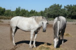 Camargue-004