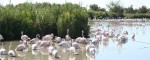 Camargue-054